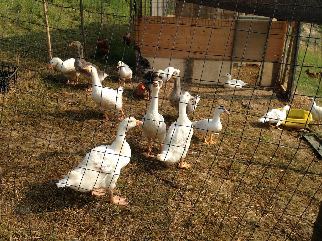 Agape Vakantieboerderij *